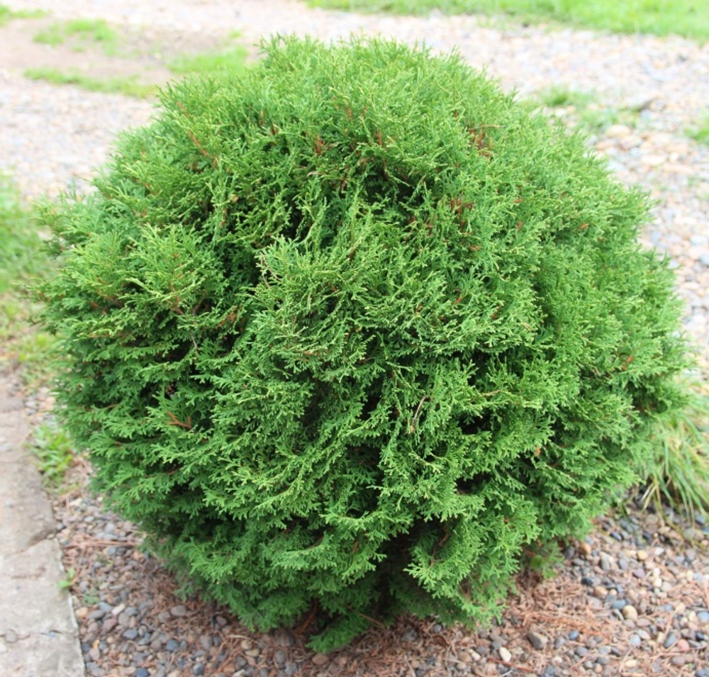 Туя западная Тини Тим (Thuja occidentalis Tiny Tim) р9 август 2026 г.