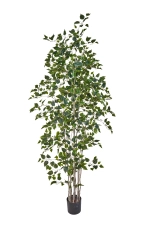 Береза 240см