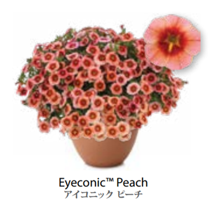 ЕВРО Calibrachoa Eyeconic Peach укорененный черенок февраль 26 DAN