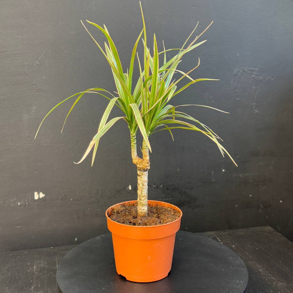 Драцена Маргината (Dracaena marginata) или Драконово дерево