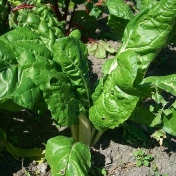 Семена для проращивания мангольда зелёного Малахит (Гавриш) – фото 3