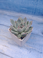 Echeveria Chihuahuensis (Эхеверия)