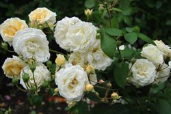 Мануэль Кановас (Manuel Canovas)