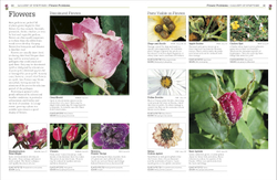 RHS Pests & Diseases