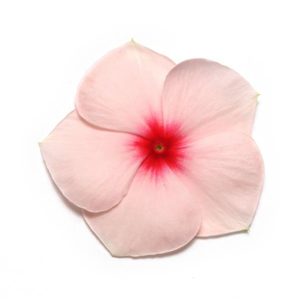 Катарантус Пацифика Эприкот (100шт) Витагрин Профи