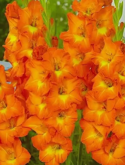 Гладиолус крупноцветковый Олимпик Флейм луковица март 2026