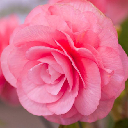 Бегония Махровая розовая (3 шт) Волжский Сад