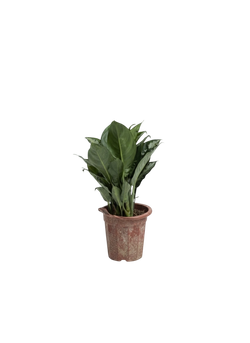 Диффенбахия Silver Bay д.21