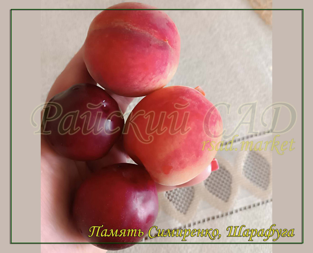 Шарафуга (Нектакотум) синяя