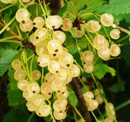 Смородина белая Беляна