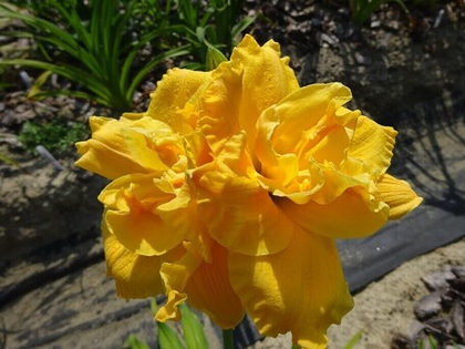 Лилейник гибридный Патрисия Джоджо