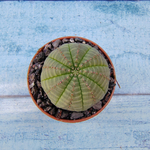 Euphoria Obesa (Эуфорбия)