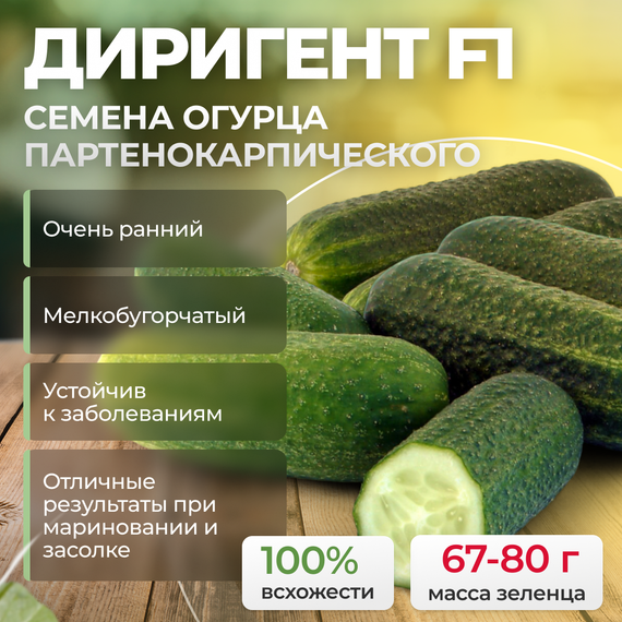 ДИРИГЕНТ F1 семена огурца партенокарпического (Rijk Zwaan) культура – фото 1