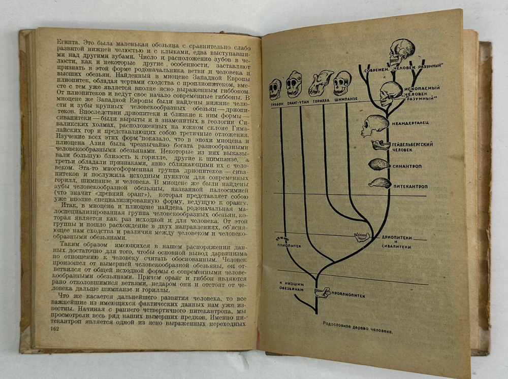 Быховский А. Расы и происхождение человека. Москва. Молодая гвардия, 1934 г.