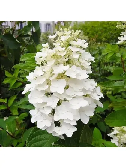 Гортензия Юник саженец