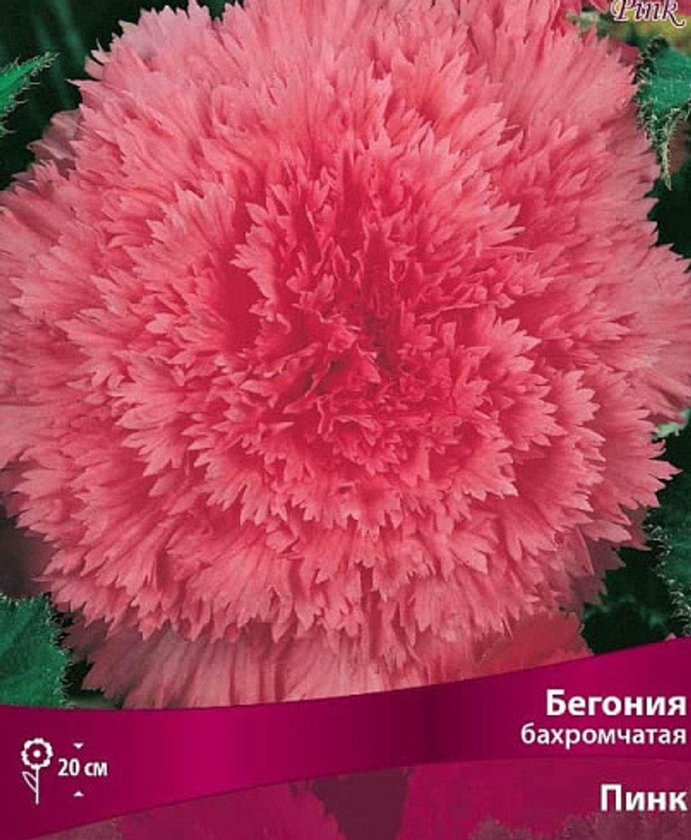Бегония (бахромчатая) - Пинк