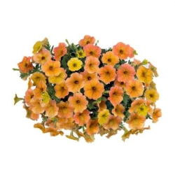 Петуния CASCADIAS INDIAN SUMMER