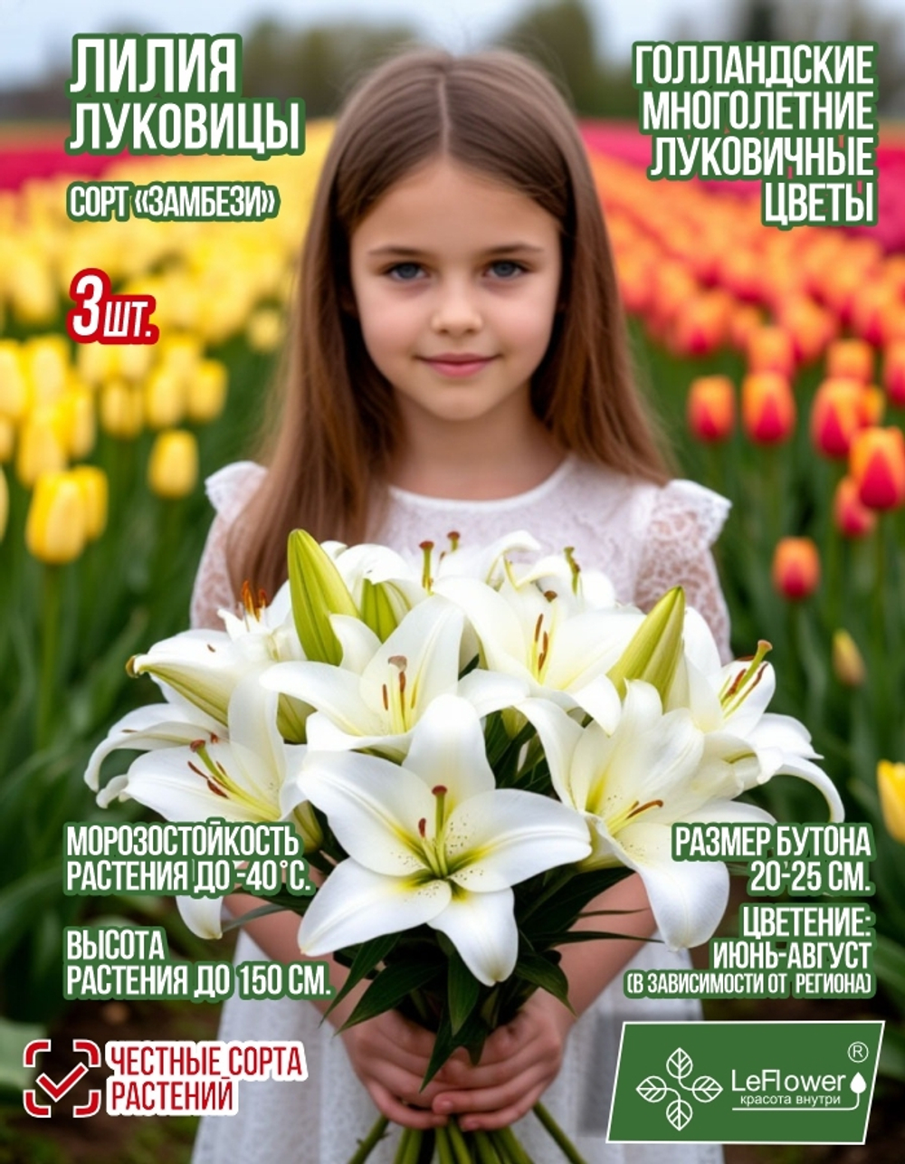 Лилия Луковица, Замбези, 3 шт