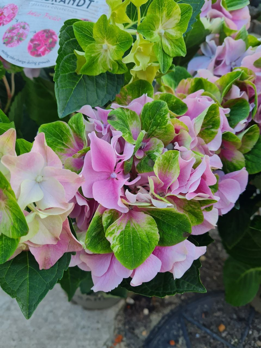 Antiko Fresco Pink/ Антико Фреско пинк P14  (Двухцветный)