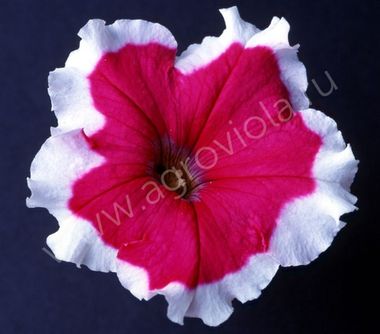 S60215 Петуния кустовая Multiflora Candy Rose Picotee 10 шт.