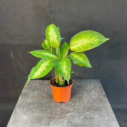 Диффенбахия (Dieffenbachia)