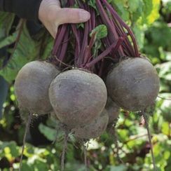 БИКОРЕС семена свеклы (Bejo | Alexagro)