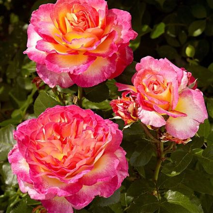 Горджес (Gorgeous)