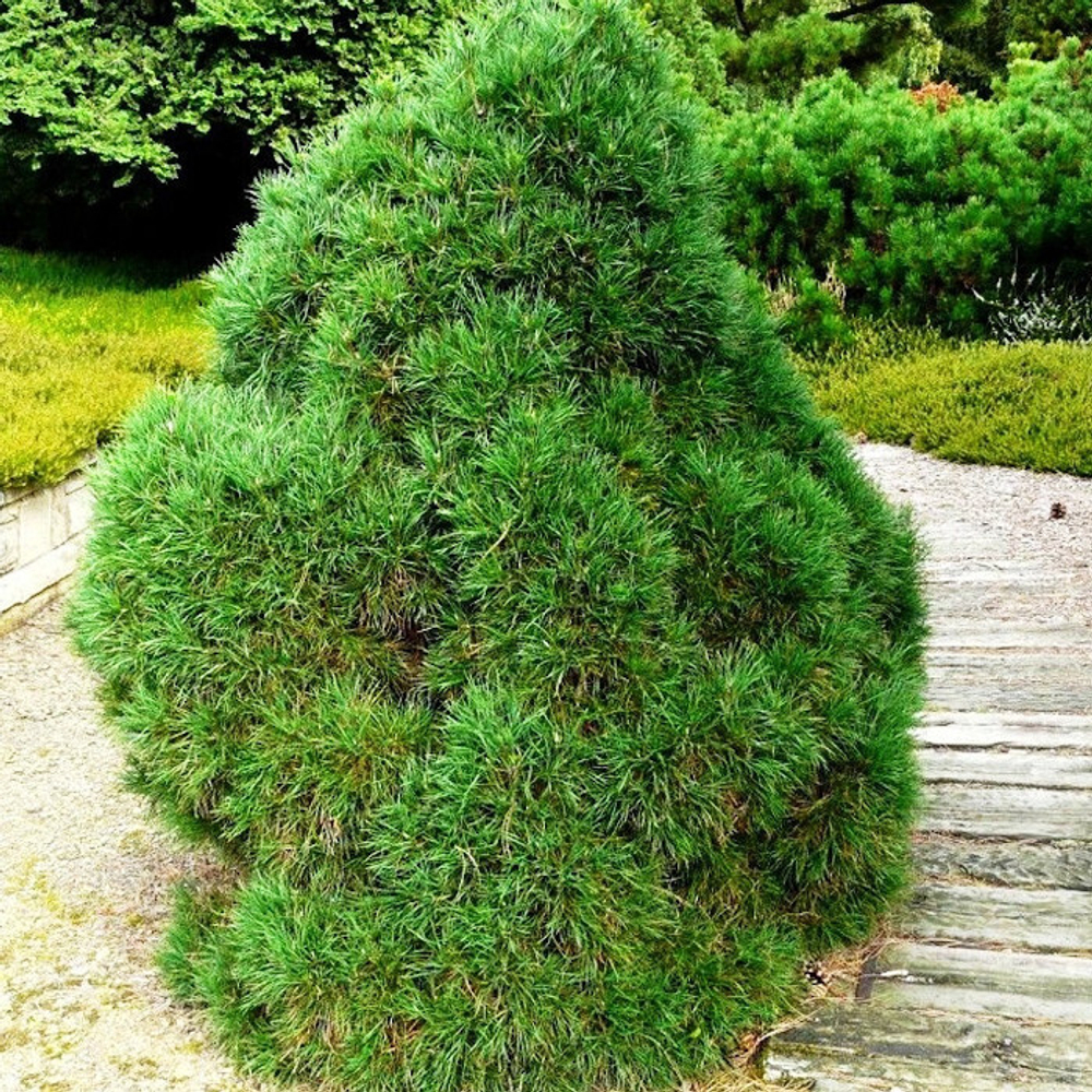 Сосна обыкновенная Globosa Viridis (Глобоза Виридис) 40 см