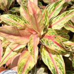 Аглаонема PHET CHIANG RUNG