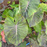 Колоказия PINK SHADOW