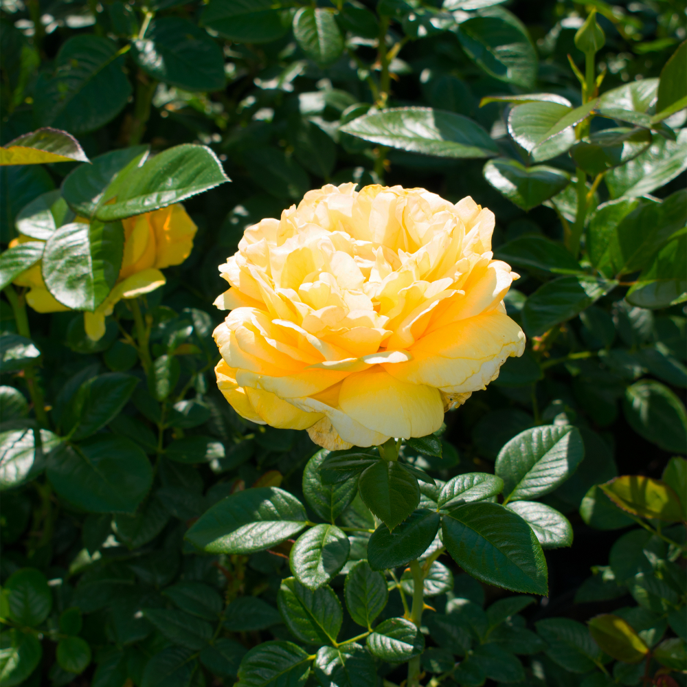 Роза чайно-гибридная "Michelangelo"