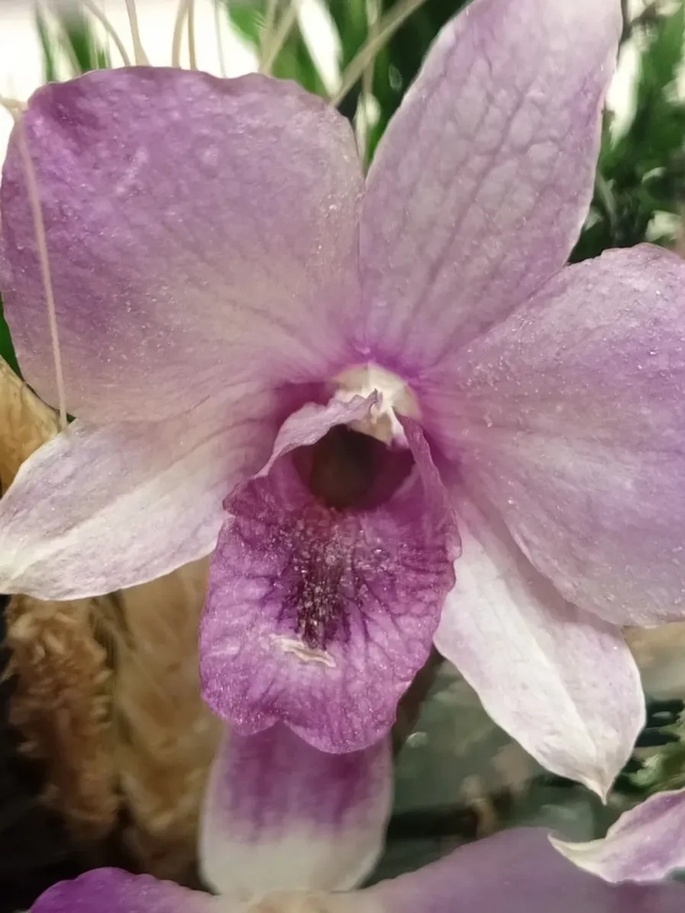 натуральные цветы в стекле, вакуум