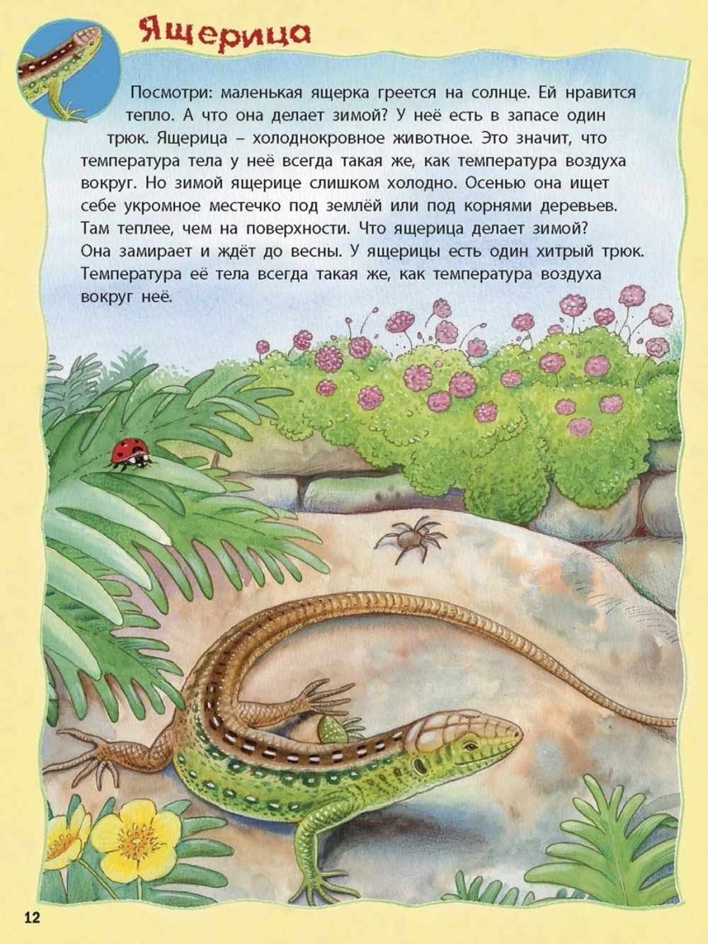 Кто живёт на опушке? Книжка-активити с развивающими заданиями, головоломками, наклейками. Фридерун Райхенштеттер