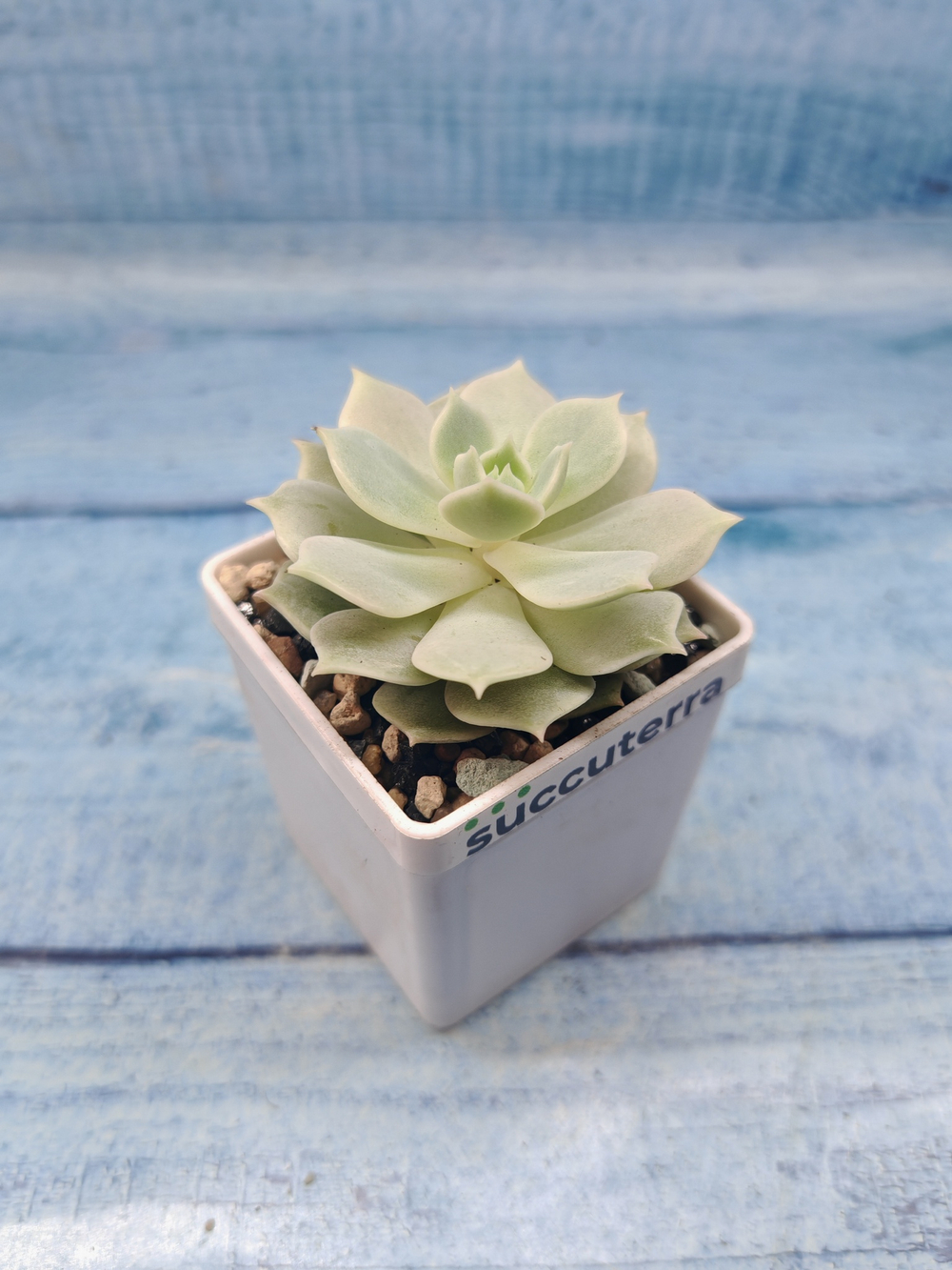 Echeveria Lola (Эхеверия)