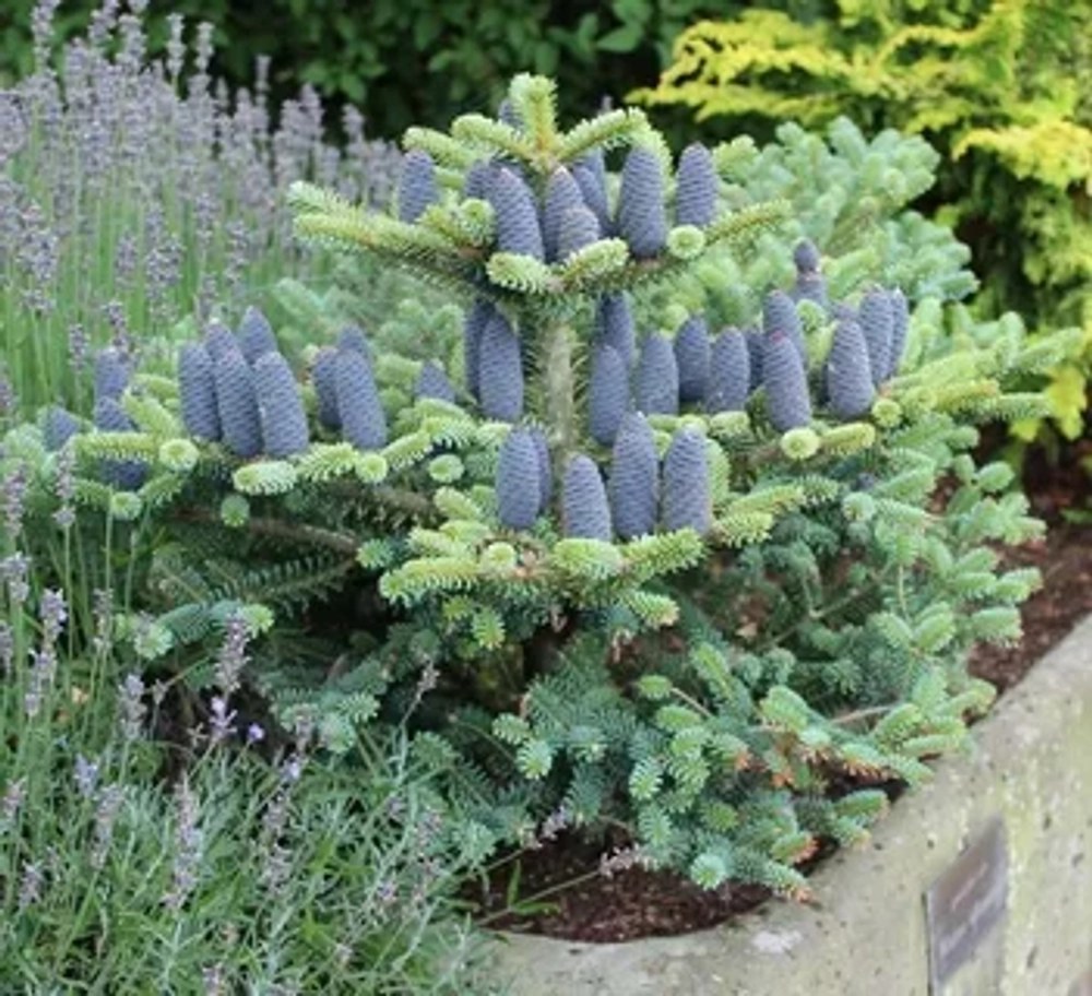 Пихта корейская Блю Эмпериор Р9 10-15см Закупка М62 апрель-май 2026