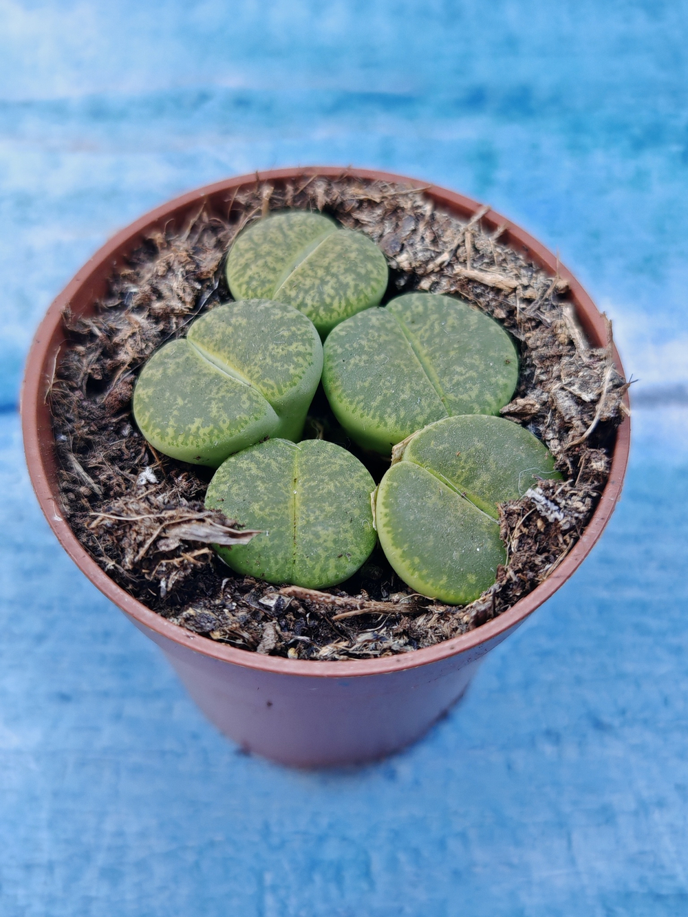 Lithops sp. (Литопсы)