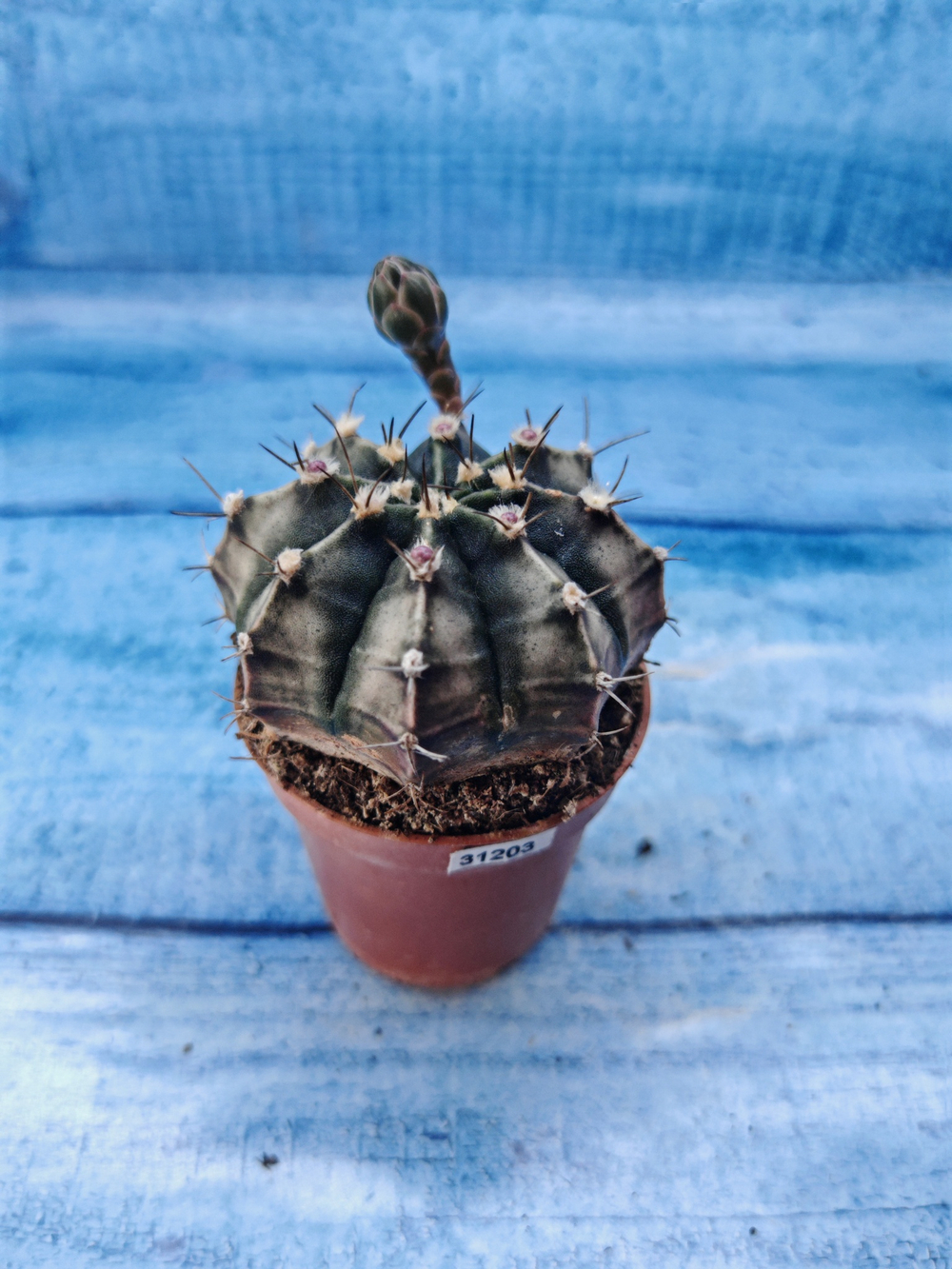 Gymnocalycium Friedrichii (Гимнокалициум)