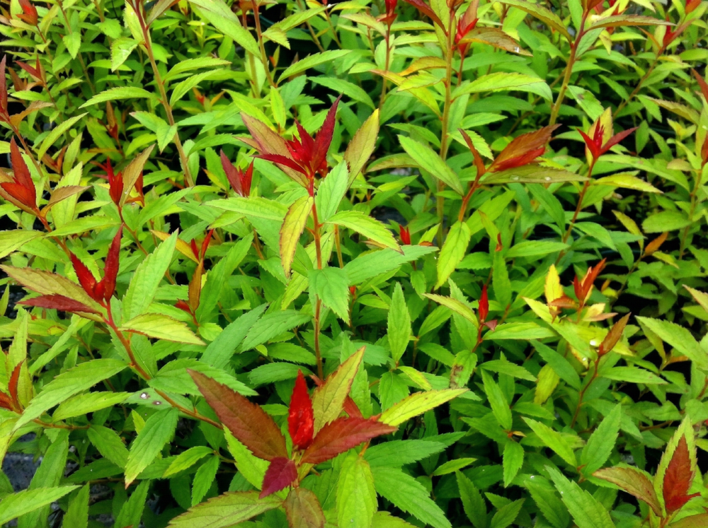 Спирея японская «Dart's Red»