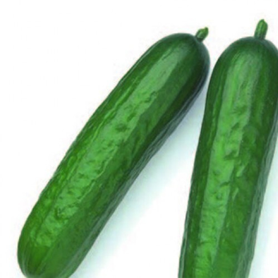 Мертус F1 семена огурца партенокарпического (Rijk Zwaan / ALEXAGRO) культура – фото 2