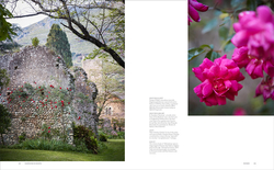 Roses in the Garden