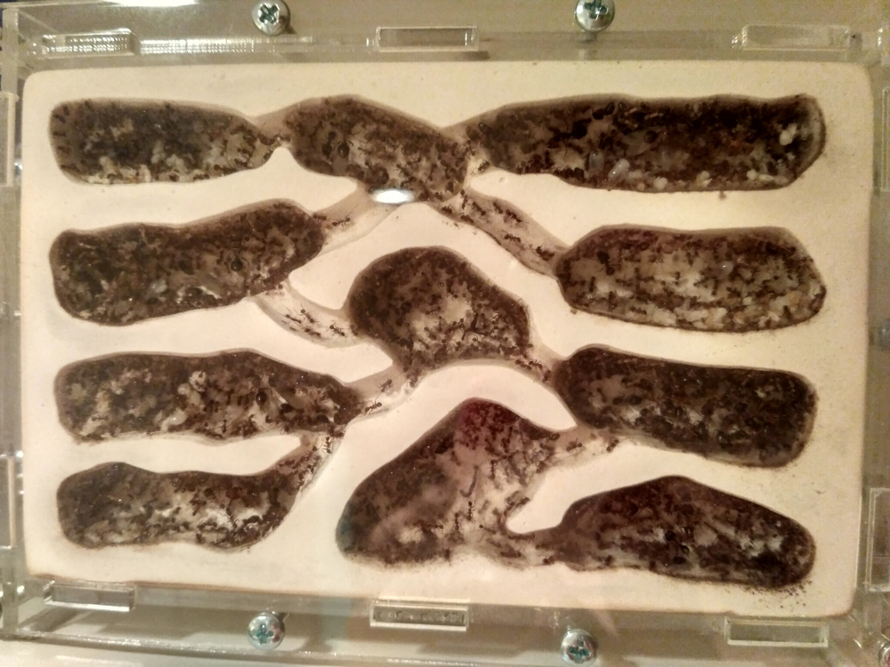 Комплект формикарий "Белый Дом 3.0" и муравьи Pheidole (160х100х100 мм)