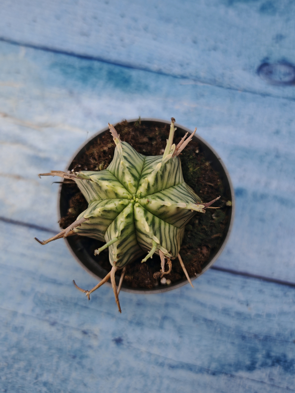 Euphorbia meloformis f. Variegated (Эуфорбия вариегатная)