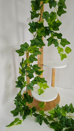 Плющ лиана / Арт 4385