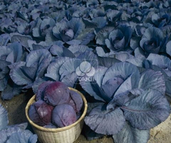 Руби Перфекшн F1 семена капусты краснокочанной (Takii / Таки)