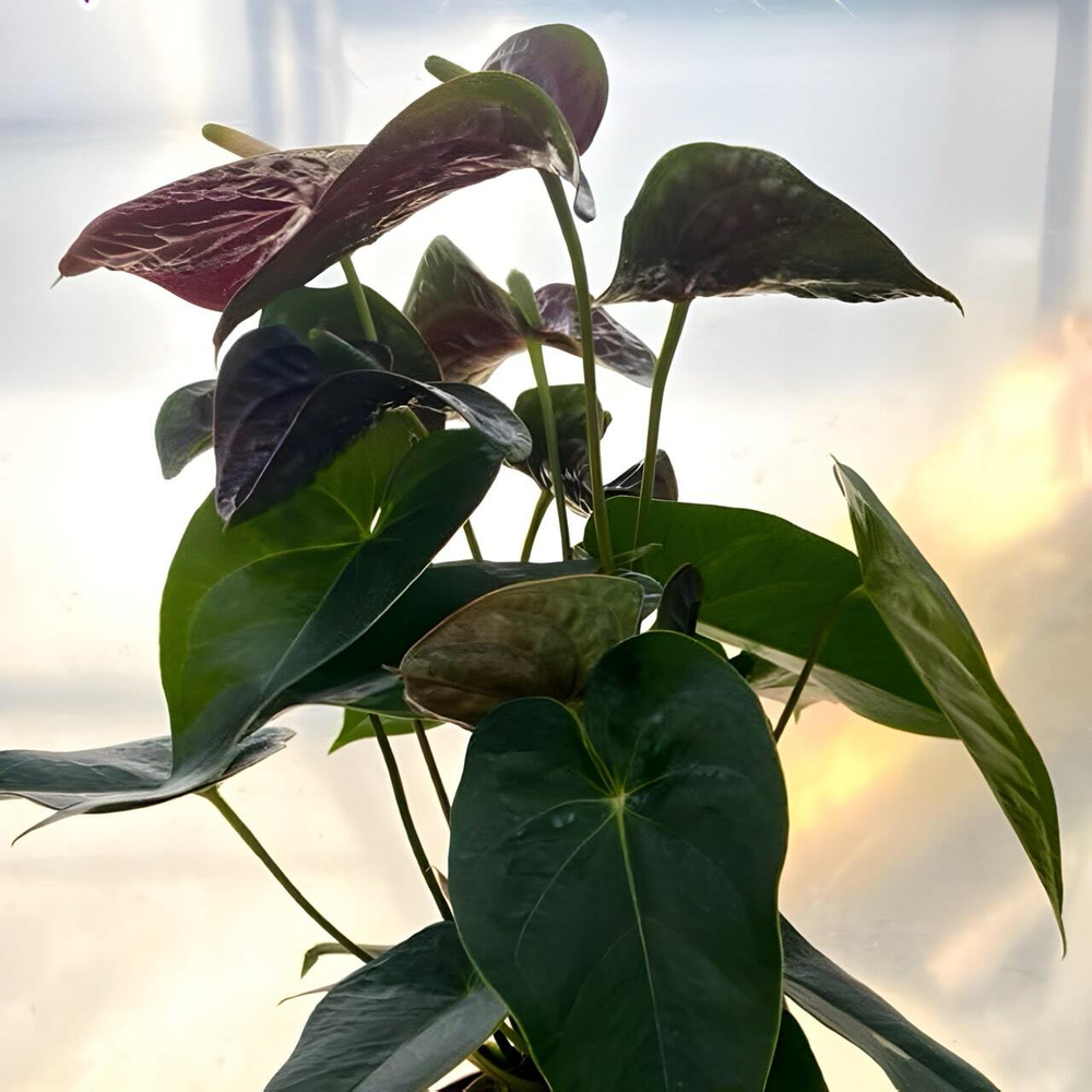 Антуриум Андрэ ARAMON