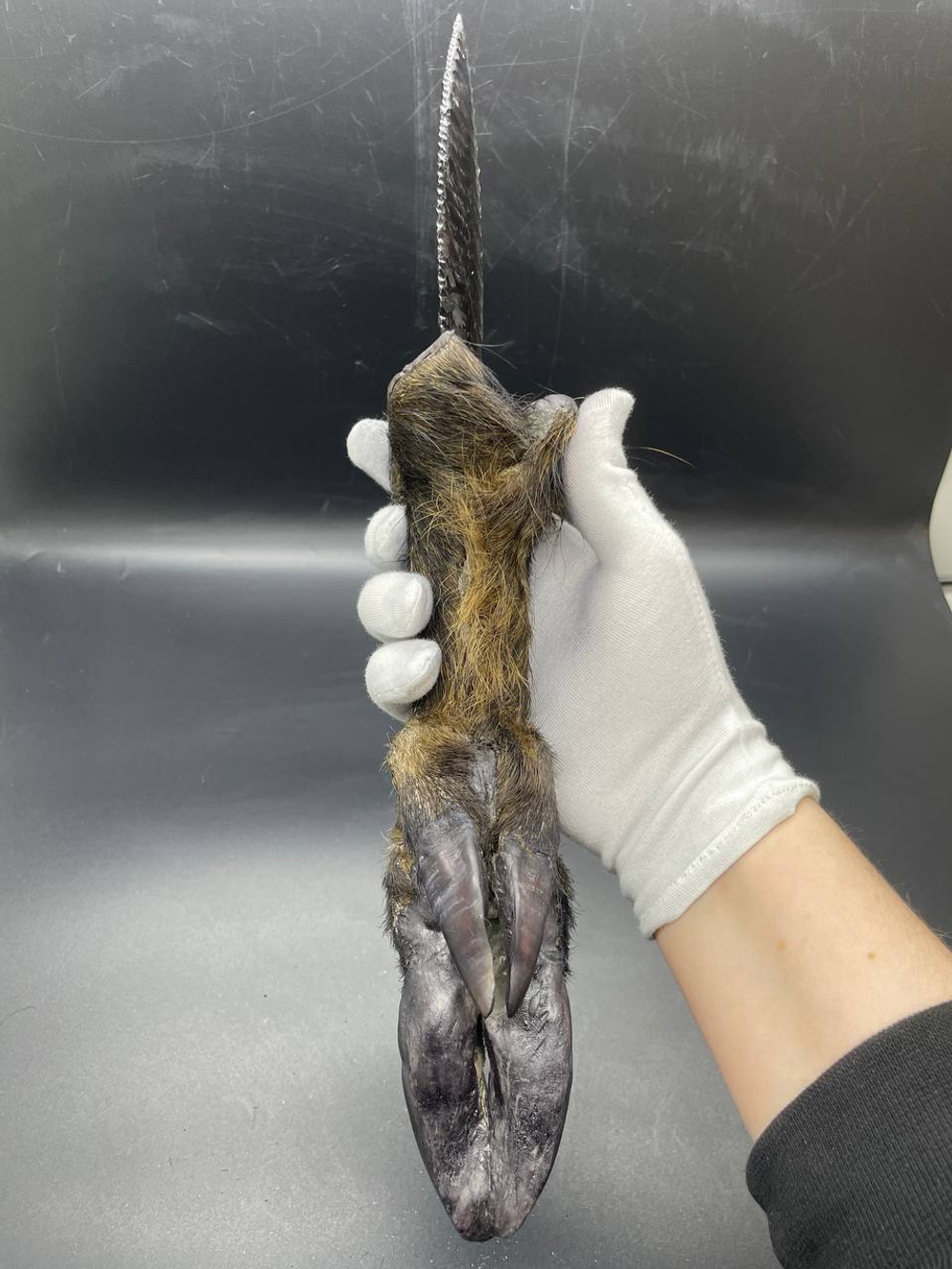 Обсидиановый нож с рукоятью копыта вепря 36 см