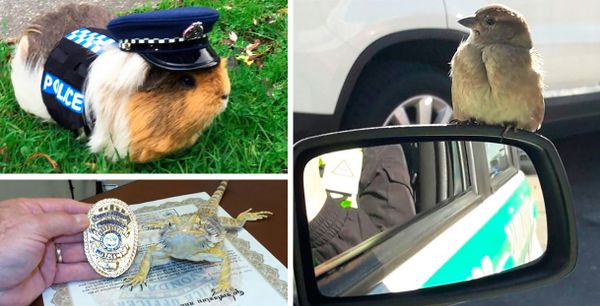 В Риге воробей стал полицейским