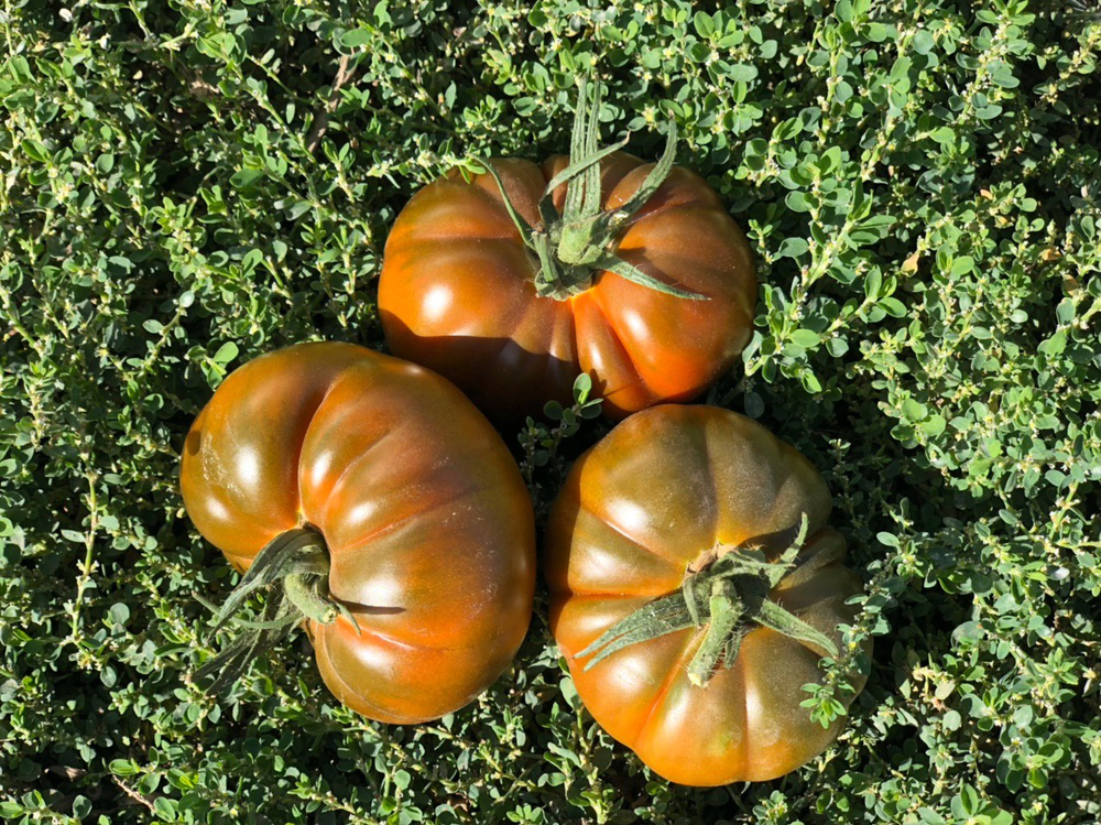 Браун Кой F1 семена томата индетерминантного ( Yuksel Tohum / )