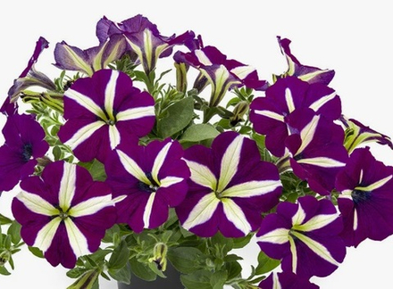 ЕВРО Петуния Tea Violet Bicolour укорененный черенок ОКС