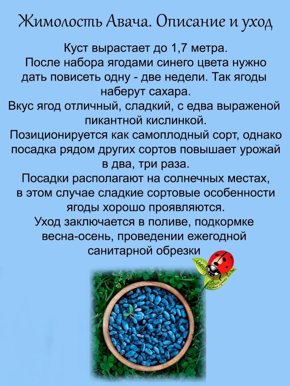 Жимолость Авача съедобная сладкая